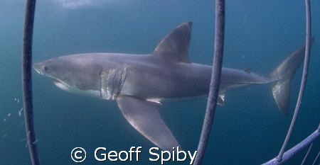 a beautiful Great White Shark
Seal Isand
False Bay
Cap... by Geoff Spiby 